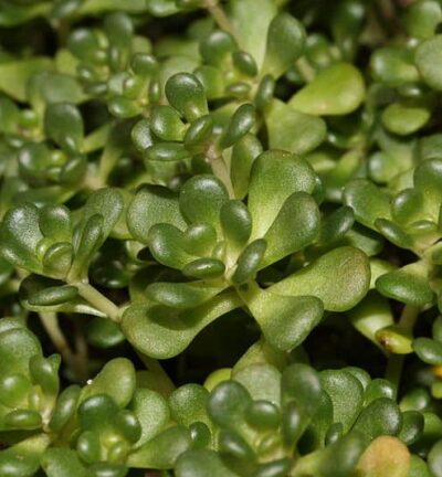 Sedum Oreganum - Vetkruid