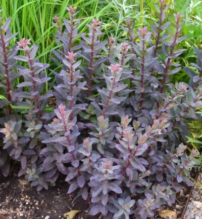 Sedum spectabile 'Purple Emperor' - Hemelsleutel