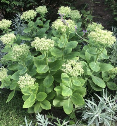 Sedum spectabile 'Brillant' - Hemelsleutel