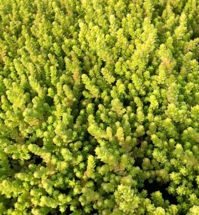 Sedum acre 'Aureum' - Vetkruid