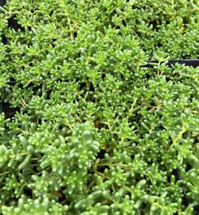 Sedum album 'Coral Carpet' - Vetkruid