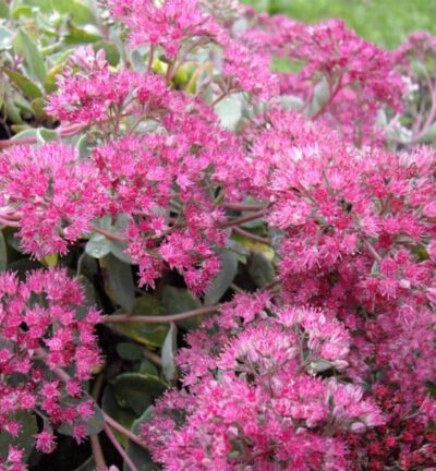 Sedum cauticola 'Lidakense' - Vetkruid