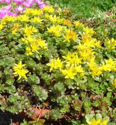 Sedum floriferum 'Weihenstephaner Gold' - Vetkruid