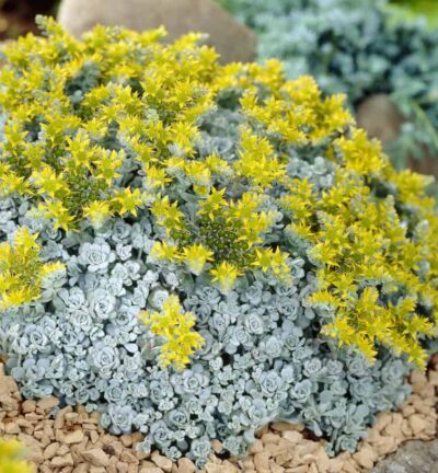 Sedum spathulifolium 'Cape Blanco' - Vetkruid