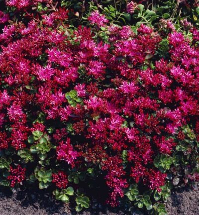 Sedum spurium 'Schorbuser Blut' - Vetkruid