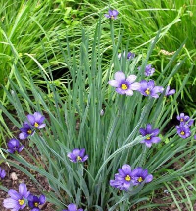 Sisyrinchium angustifolium - Bieslelie
