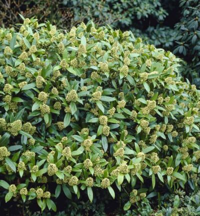 Skimmia confusa 'Kew Green' - Bloem Skimmia