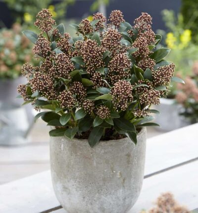Skimmia japonica 'Bonfire' - Bloem Skimmia