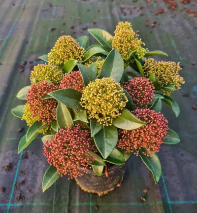 Skimmia japonica 'Festival' - Bloem Skimmia