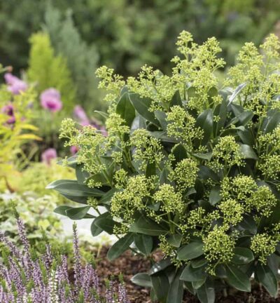Skimmia japonica 'Finchy' - Bloem Skimmia