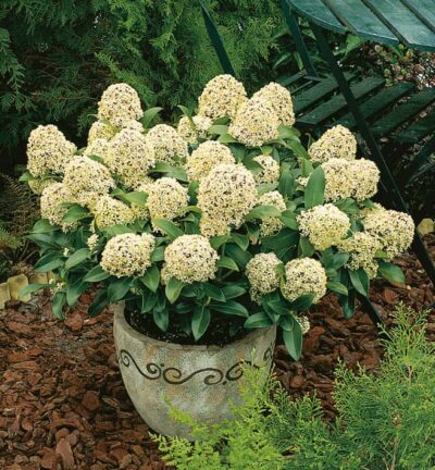 Skimmia japonica 'Fragrant Cloud' - Bloem Skimmia