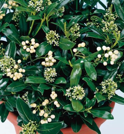Skimmia japonica 'Kew White' - Bes Skimmia