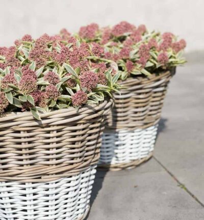 Skimmia japonica 'Magic Marlot' - Bloem Skimmia