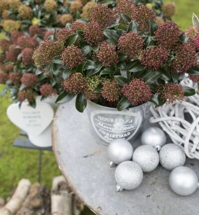 Skimmia japonica 'Marlot' - Bloem Skimmia