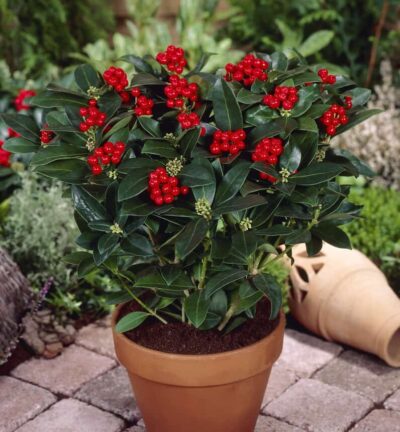 Skimmia japonica 'Olympic Flame' - Be