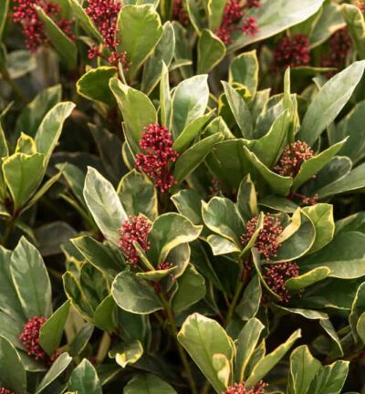 Skimmia japonica 'Perosa' - Bloem Skimmia