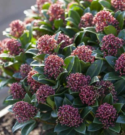 Skimmia japonica 'Pink Dwarf' - Bloem Skimmia