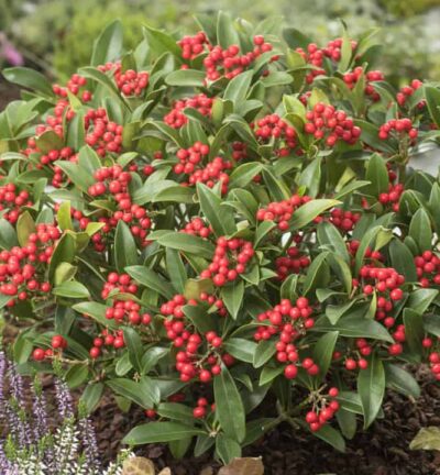 Skimmia japonica 'Red Riding Hood' - Bes Skimmia