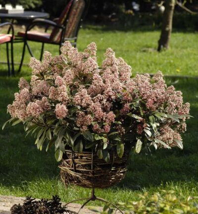 Skimmia japonica Rubella - Bloem Skimmia