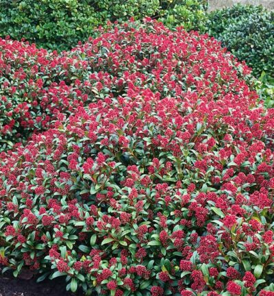Skimmia japonica Rubinetta - Bloem Skimmia
