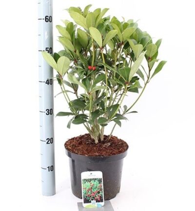 Skimmia japonica 'Tansley Gem' - Bes Skimmia