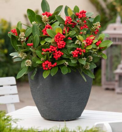 Skimmia japonica 'Temptation' - Zelfbestuivende Skimmia