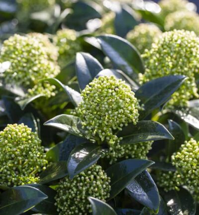 Skimmia japonica White Globe - Bloem Skimmia