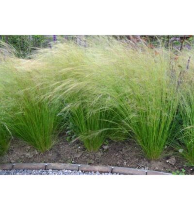 Stipa tenuissima 'Ponytails' - Vedergras
