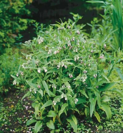 Symphytum officinale - Smeerwortel