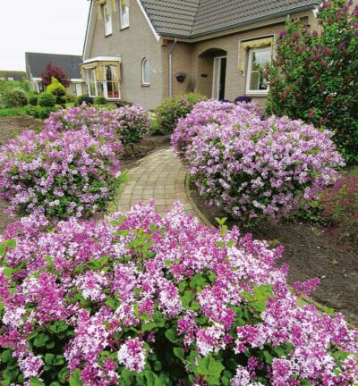 Syringa meyeri 'Palibin' - Dwergsering