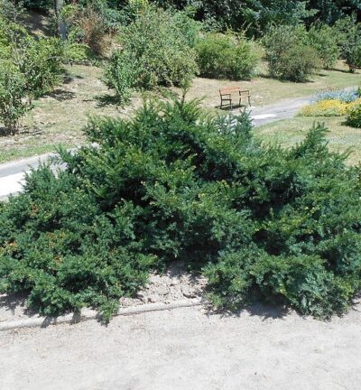 Taxus baccata Repandens -  Venijnboom