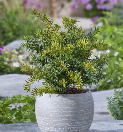 Taxus baccata Summergold -  Venijnboom