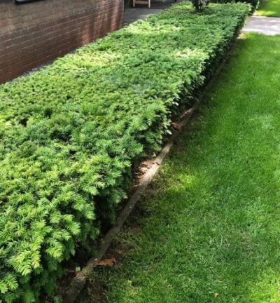 Taxus baccata - Venijnboom