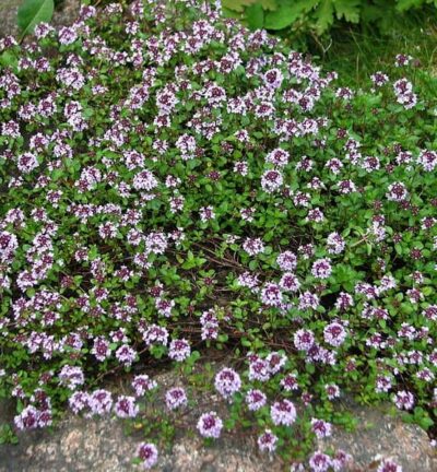 Thymus Serpyllum - Wilde Tijm