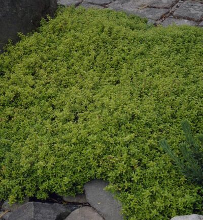 Thymus citriodorus - Citroentijm