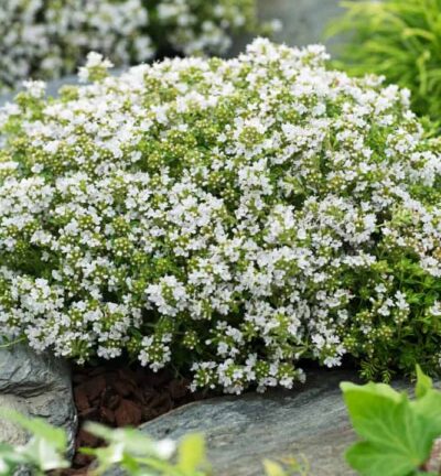 Thymus praecox 'Albiflorus' - Kruiptijm