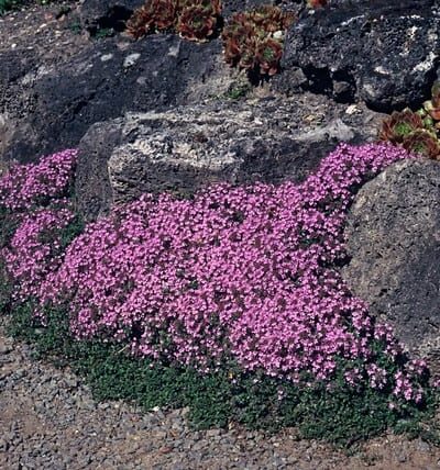 Thymus praecox 'Coccineus' - Kruiptijm