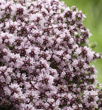 Thymus praecox 'Pink Chintz' - Kruiptijm