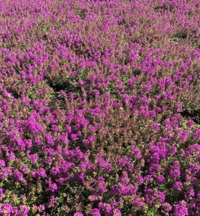 Thymus praecox 'Purple Beauty' - Kruiptijm