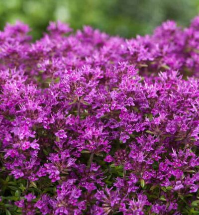Thymus praecox 'Red Carpet' - Kruiptijm