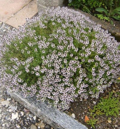 Thymus vulgaris - Gewone Tijm