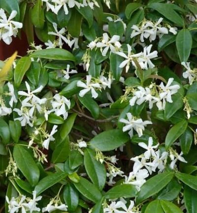 Trachelospermum jasminoides - Toscaanse Jasmijn