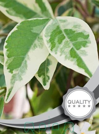 Trachelospermum jasminoides Variegatum - Toscaanse Jasmijn