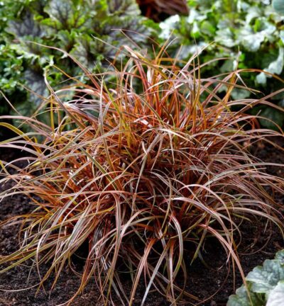 Uncinia Everflame ('Belindas Find') - Rode zegge