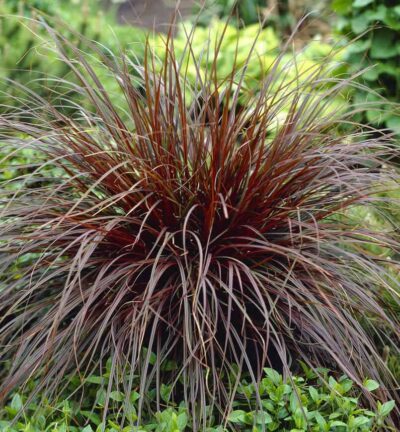 Uncinia Rubra  - Rode zegge