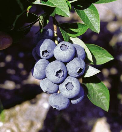 Vaccinium corymbosum Bluegold -  Blauwe bes