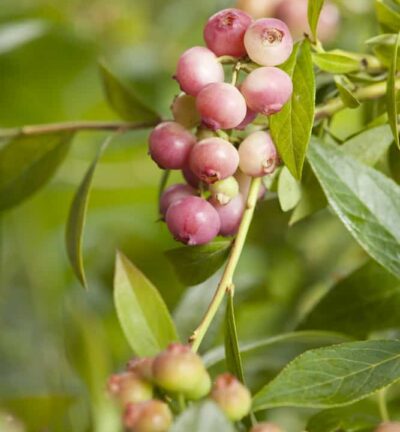 Vaccinium corymbosun Pink Lemonade -  Blauwe bes