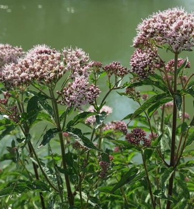 Valeriana officinalis  - Echte Valeriaan