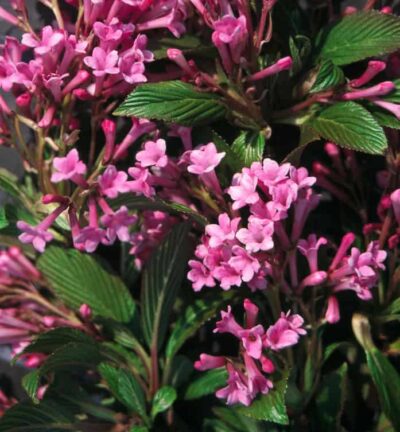 Viburnum bodnantense 'Dawn' - Sneeuwbal