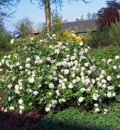 Viburnum burkwoodii - Sneeuwbal